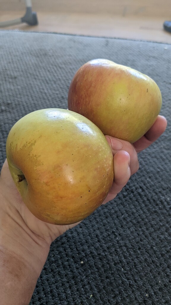 Fuji Apple in So Cal! Pictures! Growing Fruit