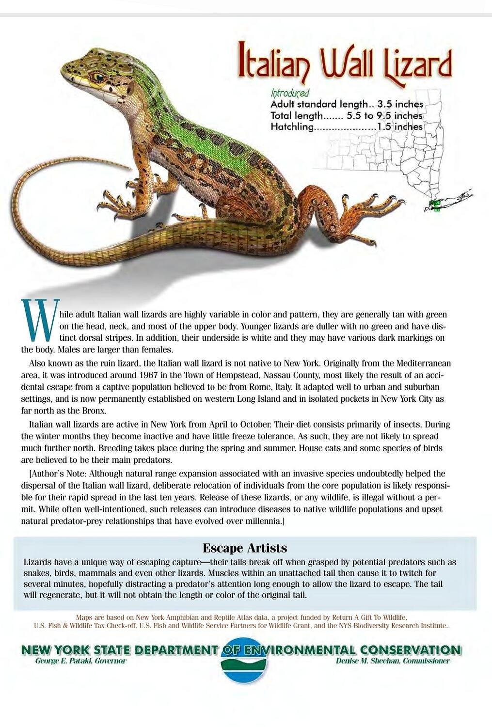 Lizards in New York Pictures! Growing Fruit