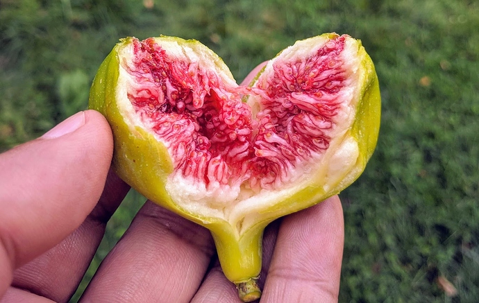 Strawbery%20Verte-3%20%2008-31-2019