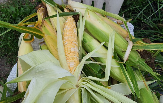 Corn 08-15-21