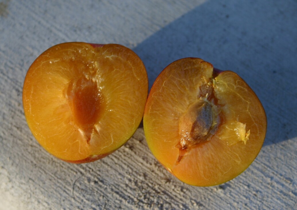 Sierra Plum Harvest Pictures! Growing Fruit