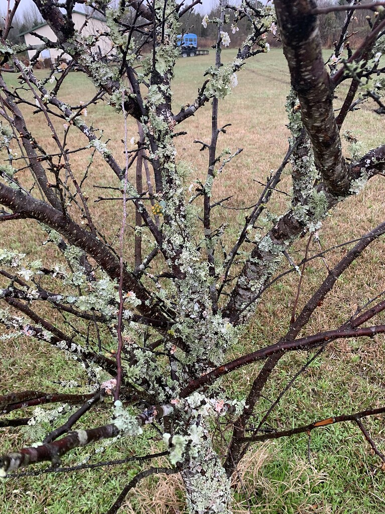 Fruit Tree Problems General Fruit Growing Growing Fruit