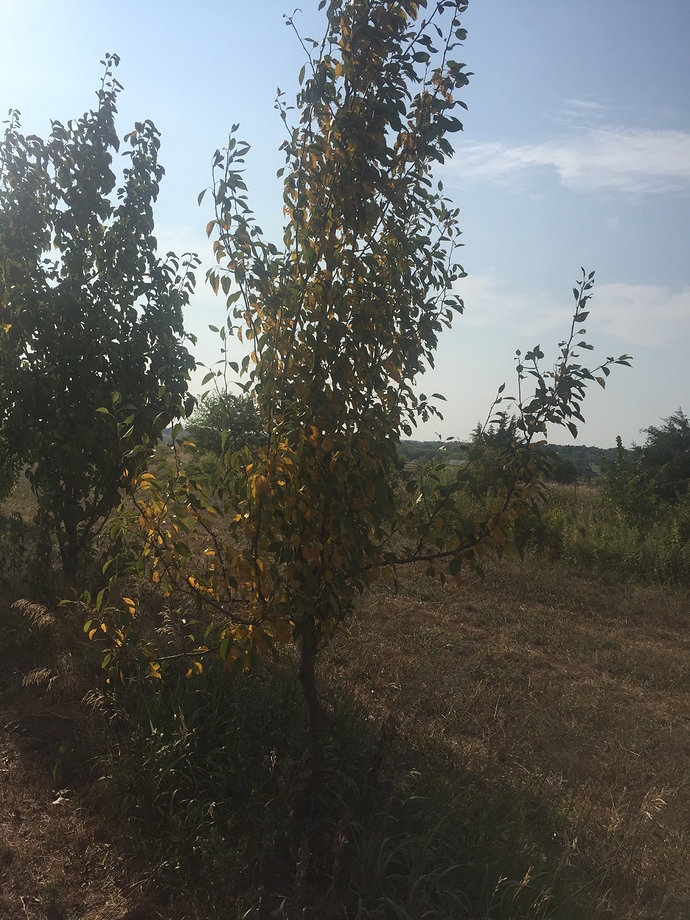 A dry year in Kansas General Fruit Growing Growing Fruit