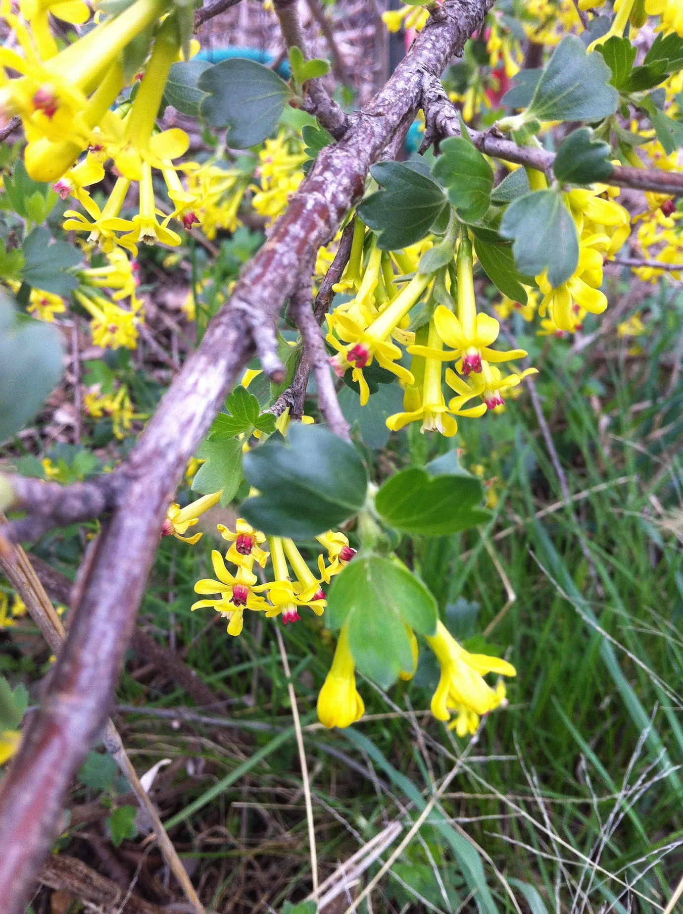 Clove currants great smelling blooms & delicious fruit! General