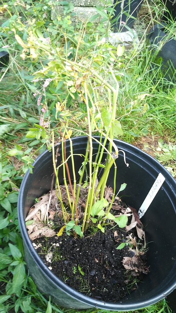 WP_20180919_15_53_14_Pro