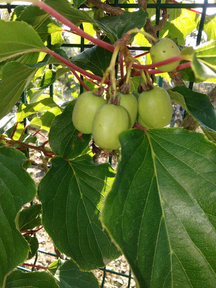 IMG_20220628_085622_1