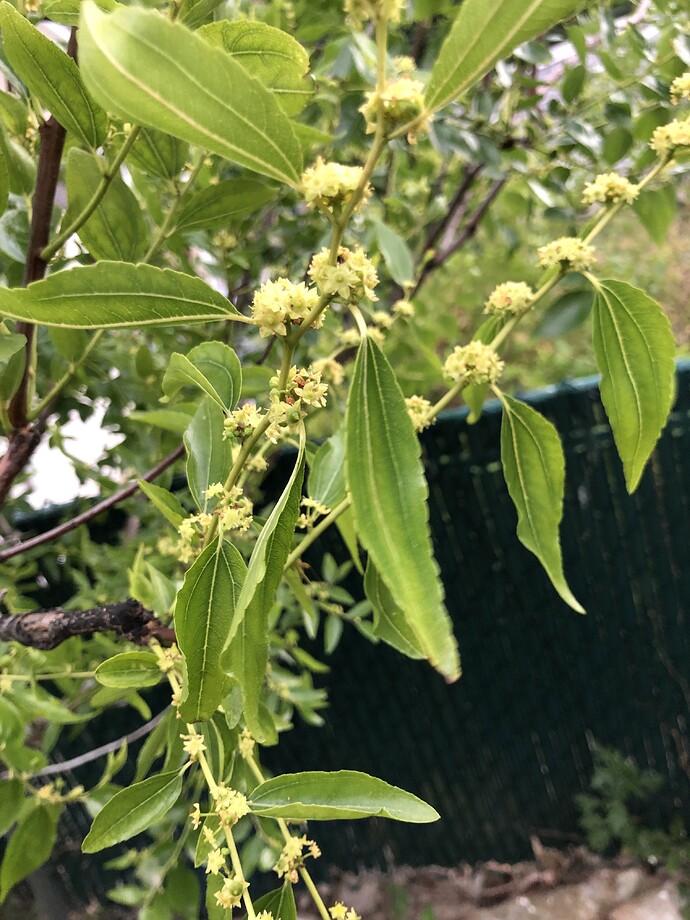 Mei_Mi_graft_07-12-2022