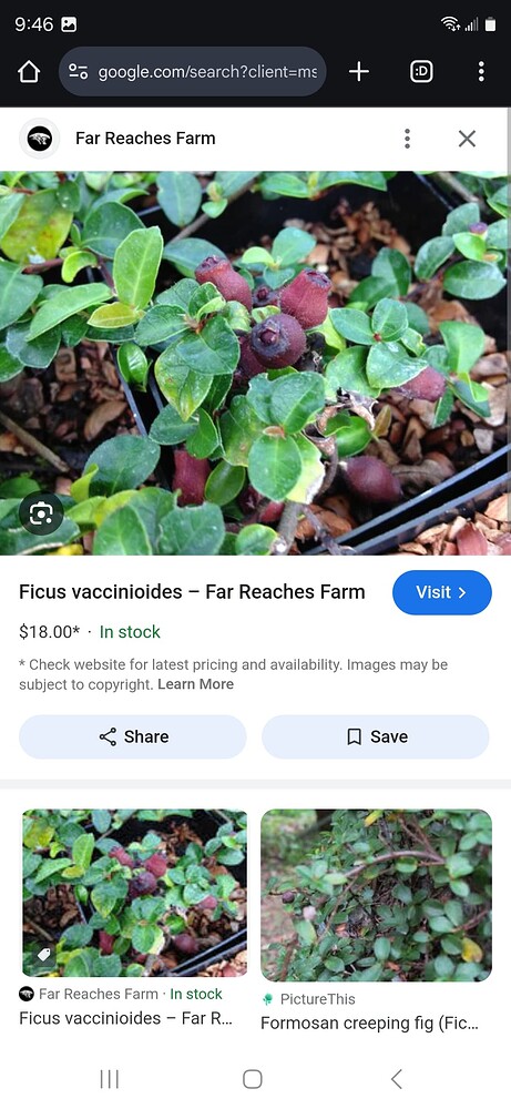 Screenshot_20241024_094624_Chrome