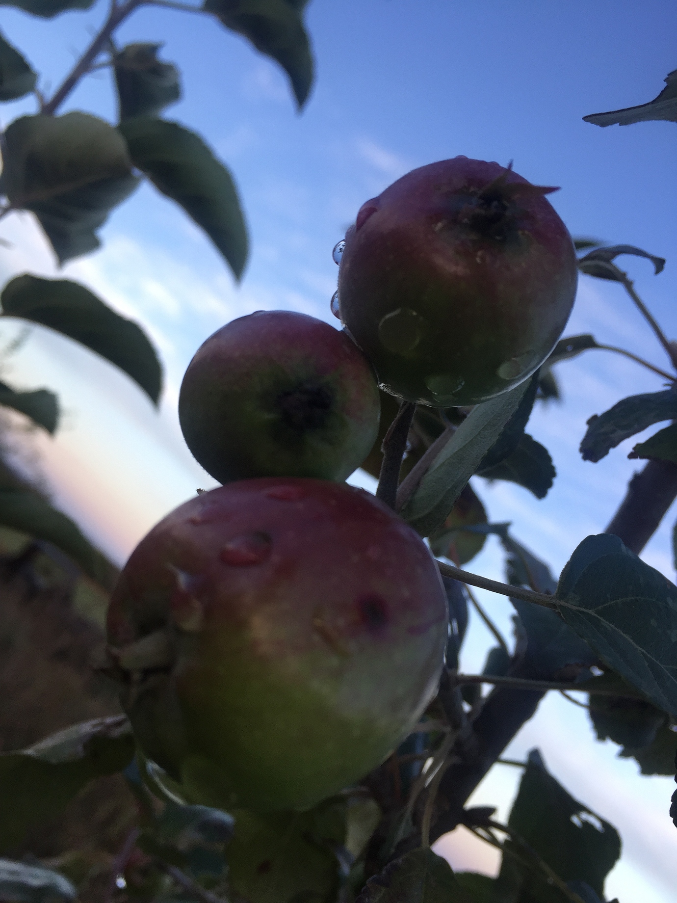 Fameuse Apple General Fruit Growing Growing Fruit