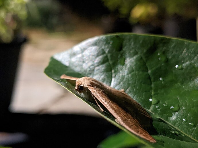 PXL_20221015_055614319.NIGHT