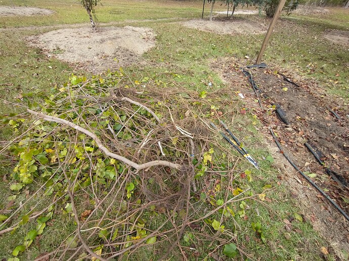 IMG_20221025_135053395