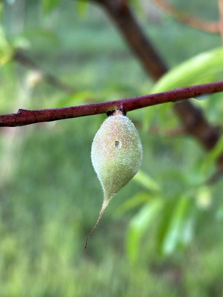 did-plum-curculio-do-this-general-fruit-growing-growing-fruit