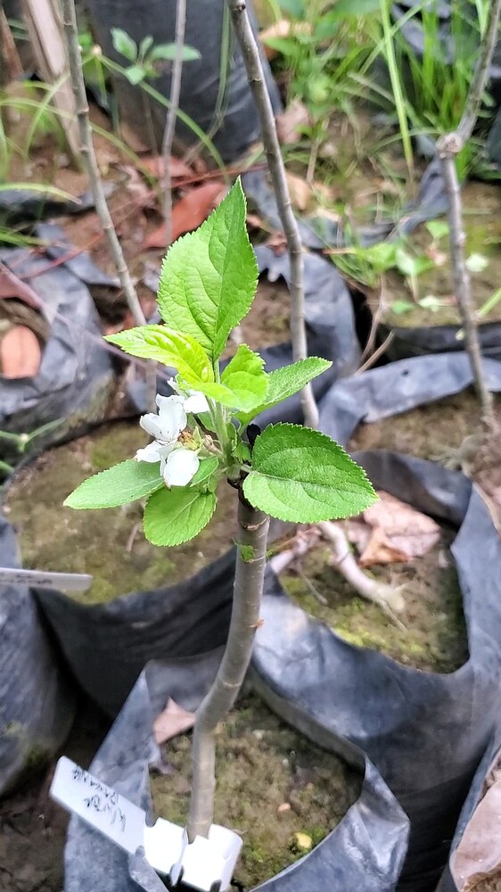 Winter Banana chip bud graft