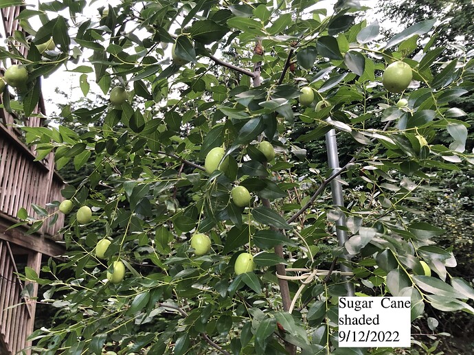 Sugar_Cane_s_09-12-2022