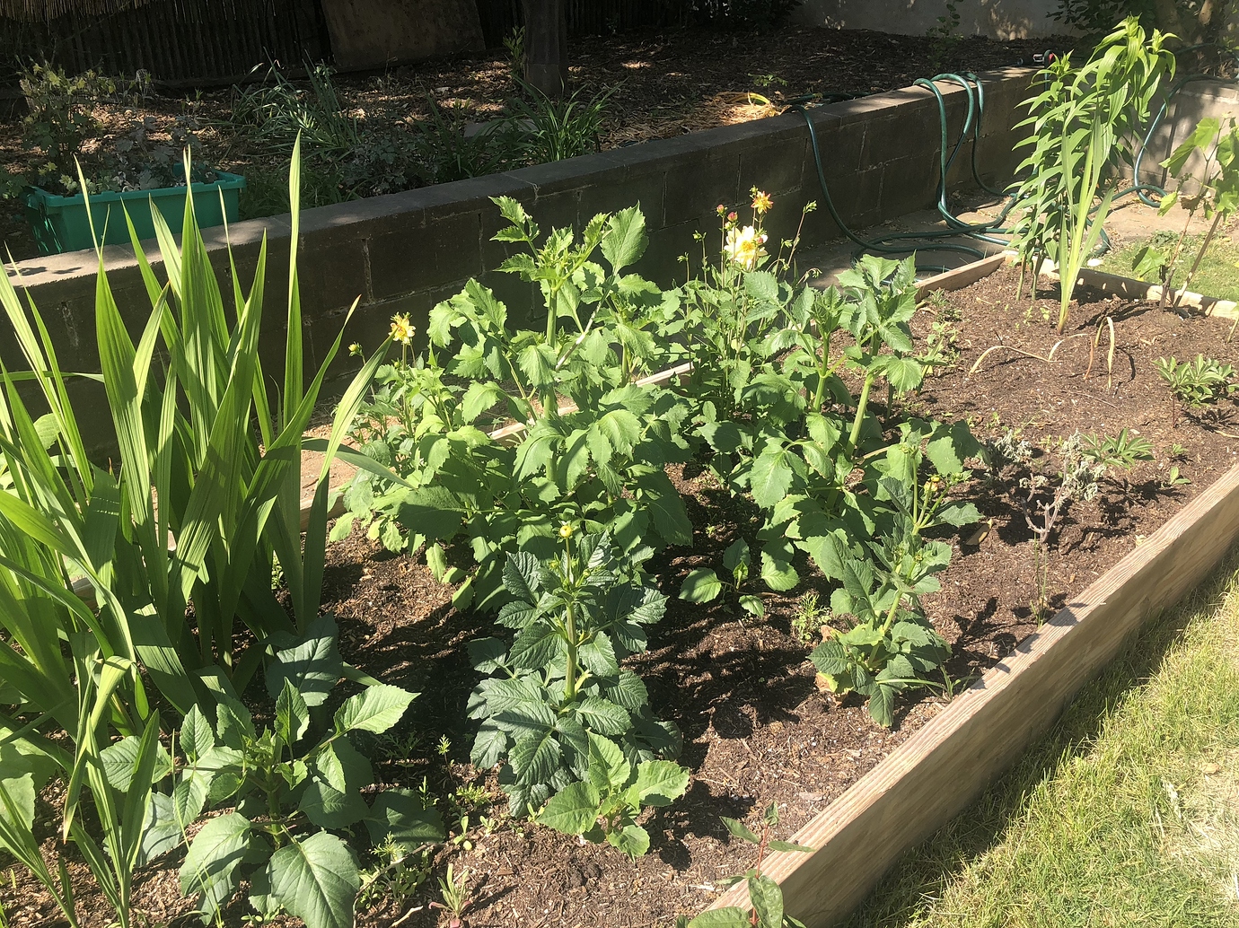 Kellogg's organic plus raised bed soil? General Gardening Growing Fruit