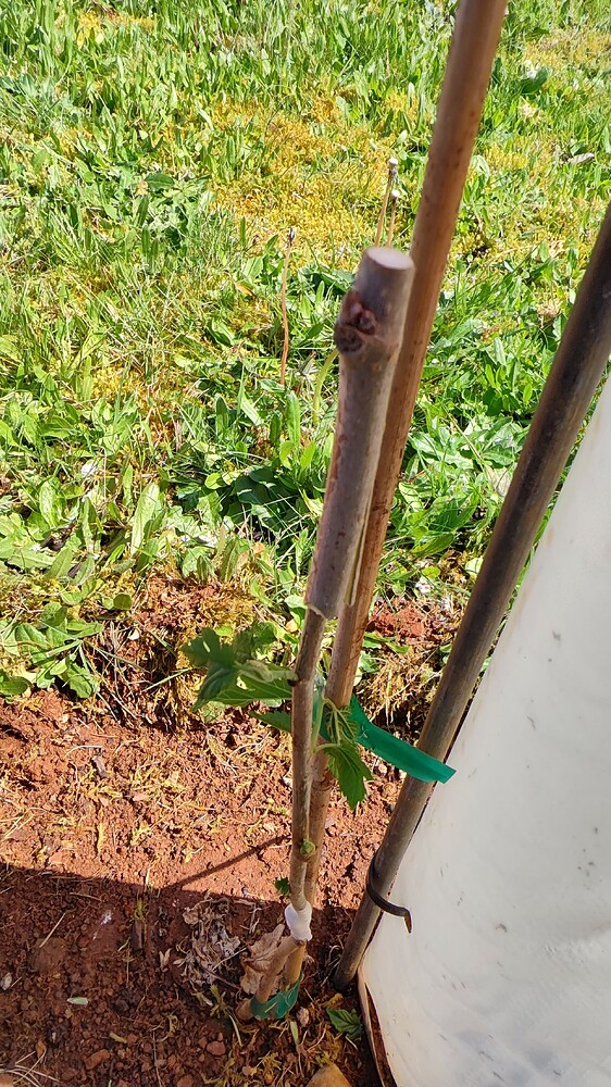 IMG_20250425_143456319_HDR