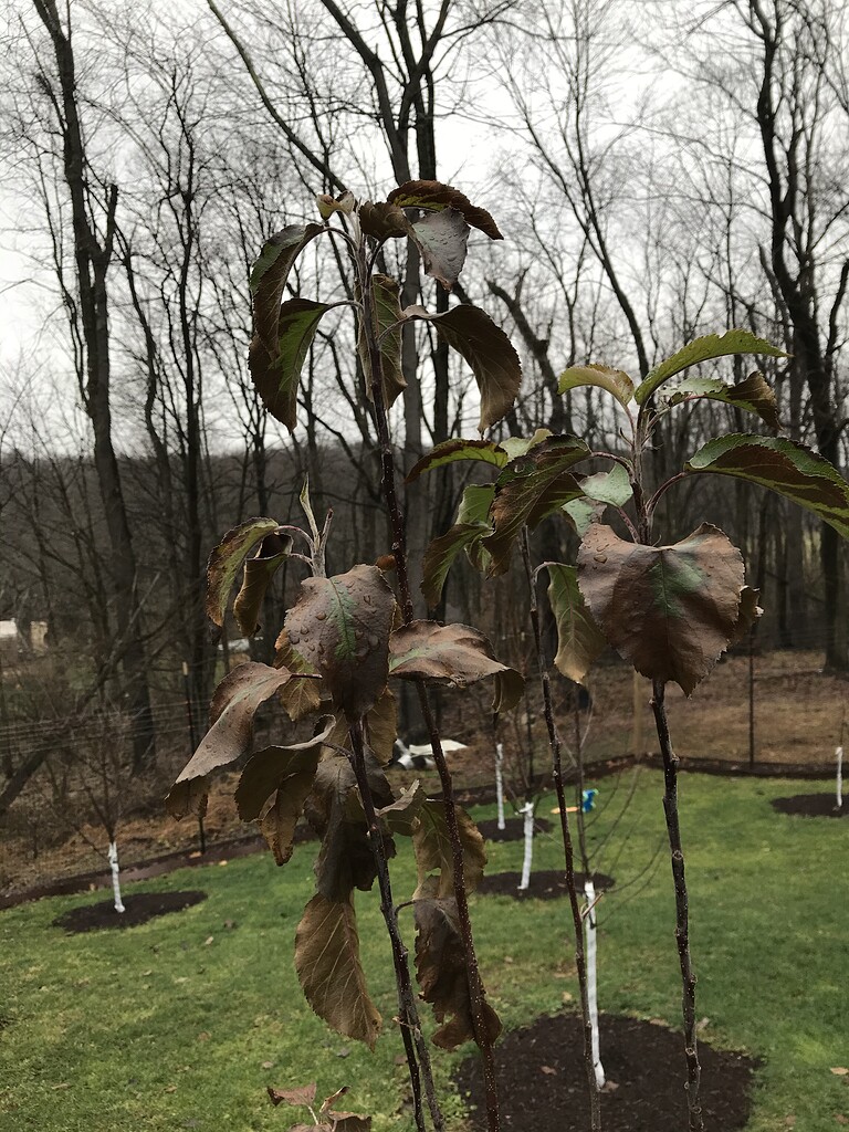 My Apple tree never went dormant, now what? General Fruit Growing