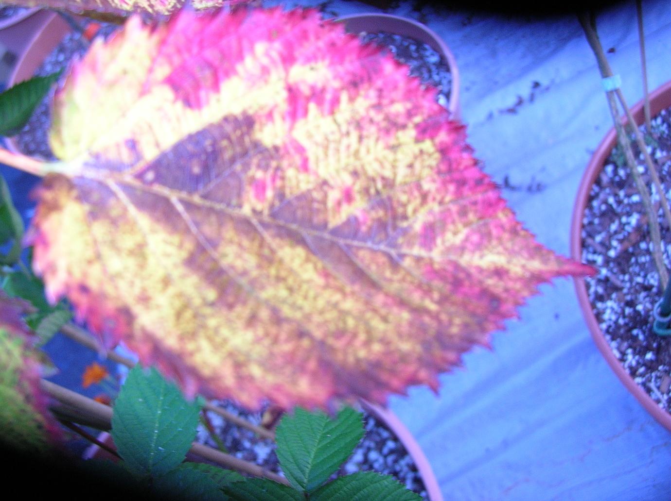 Blackberry disease help General Fruit Growing Growing Fruit