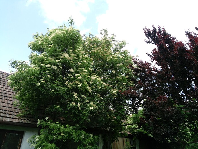 IMG_20240519_142038_478