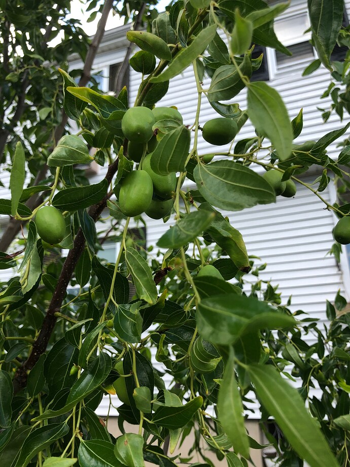 Sherwood_fruit_w_08-24-2022