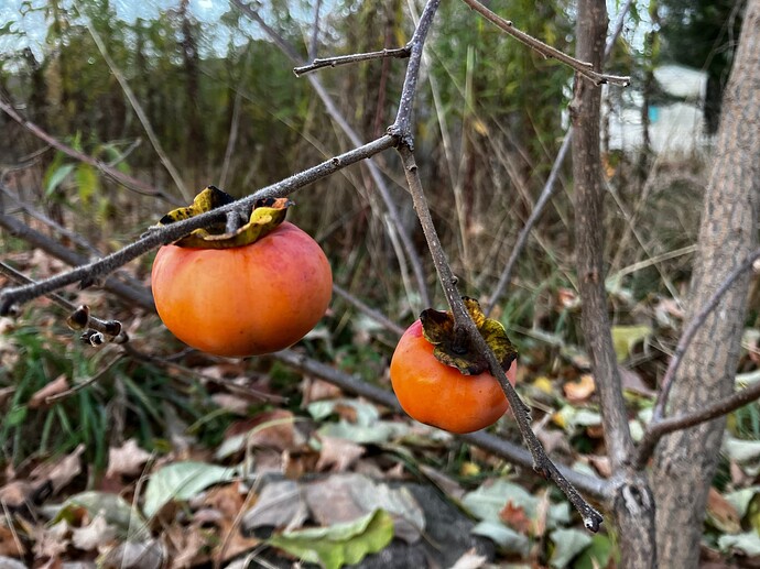 Early Jewel 18102024