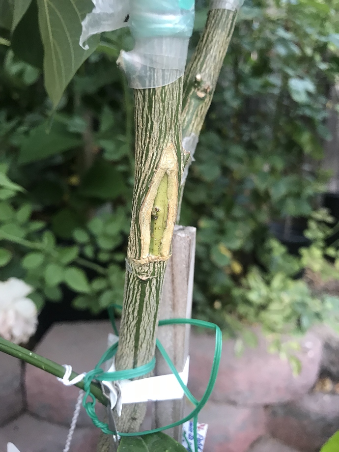 8DEF5CE7-9185-4B66-A44E-0870838F586C