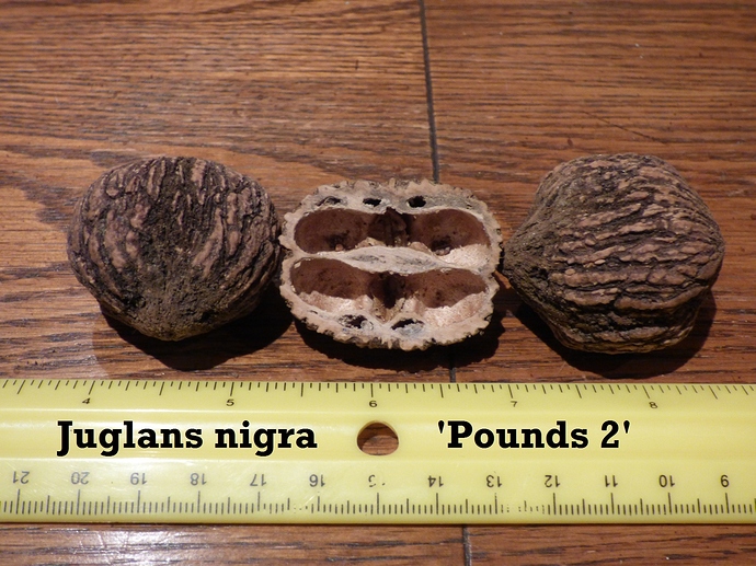 B.walnut 'Pounds 2' 008