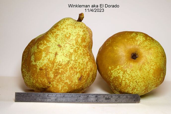 Winkleman aka El Dorado 2RS