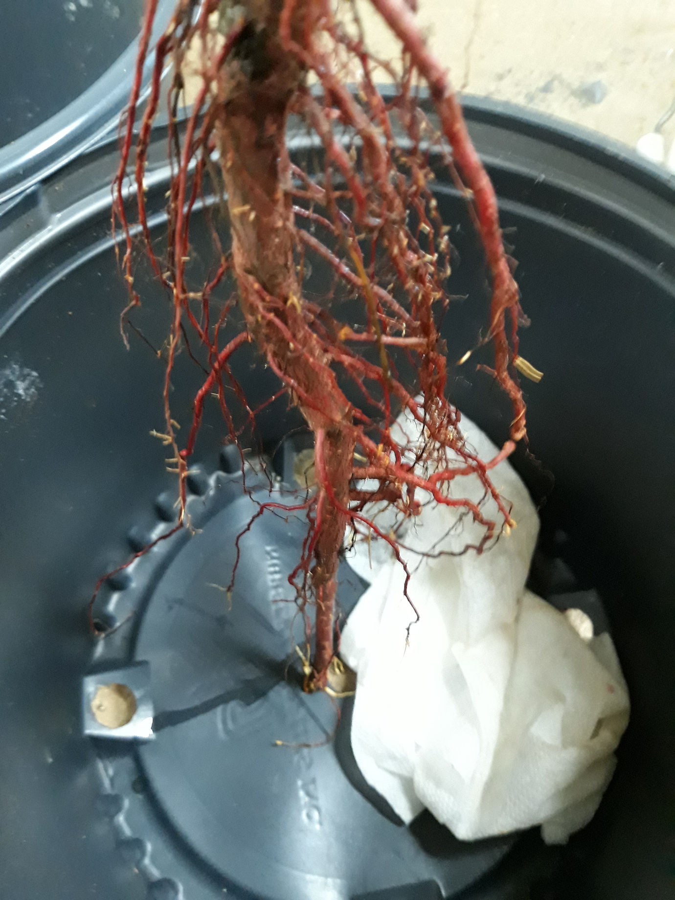 Taproot pruning General Fruit Growing Growing Fruit
