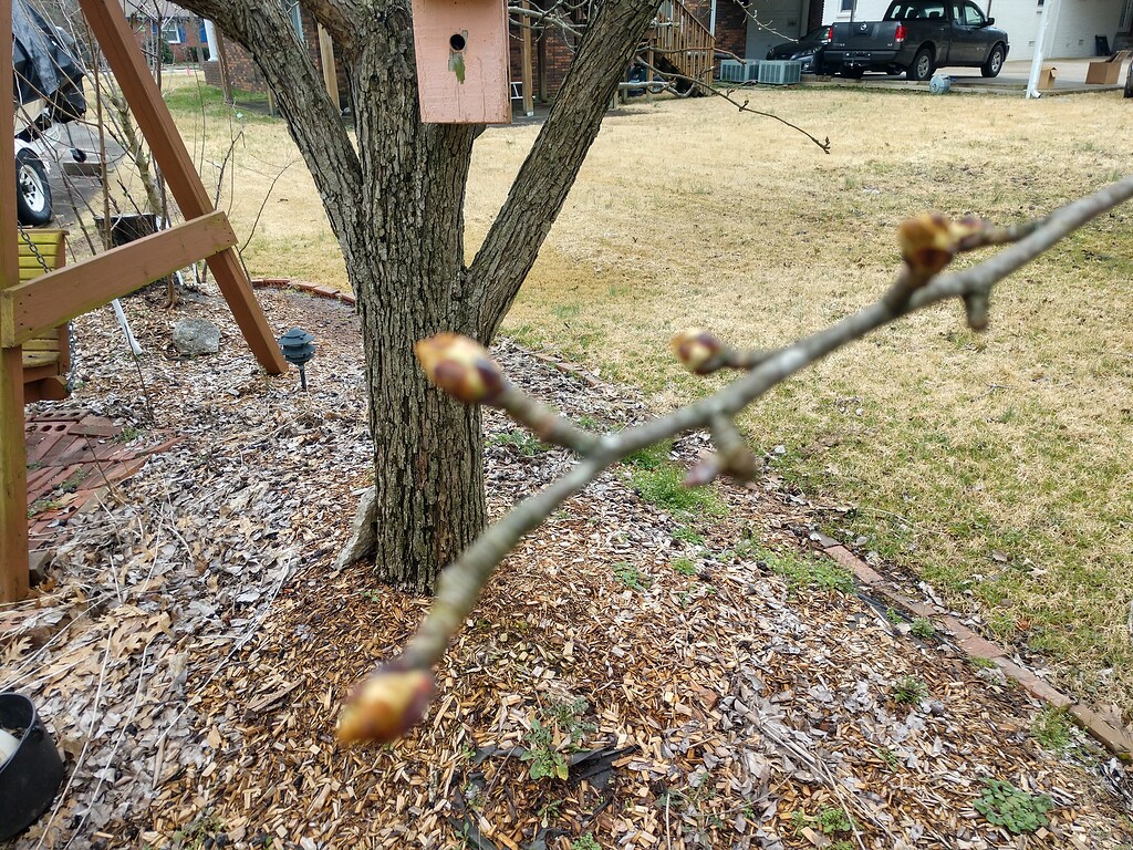 Dormant spray, when is too late General Fruit Growing Growing Fruit