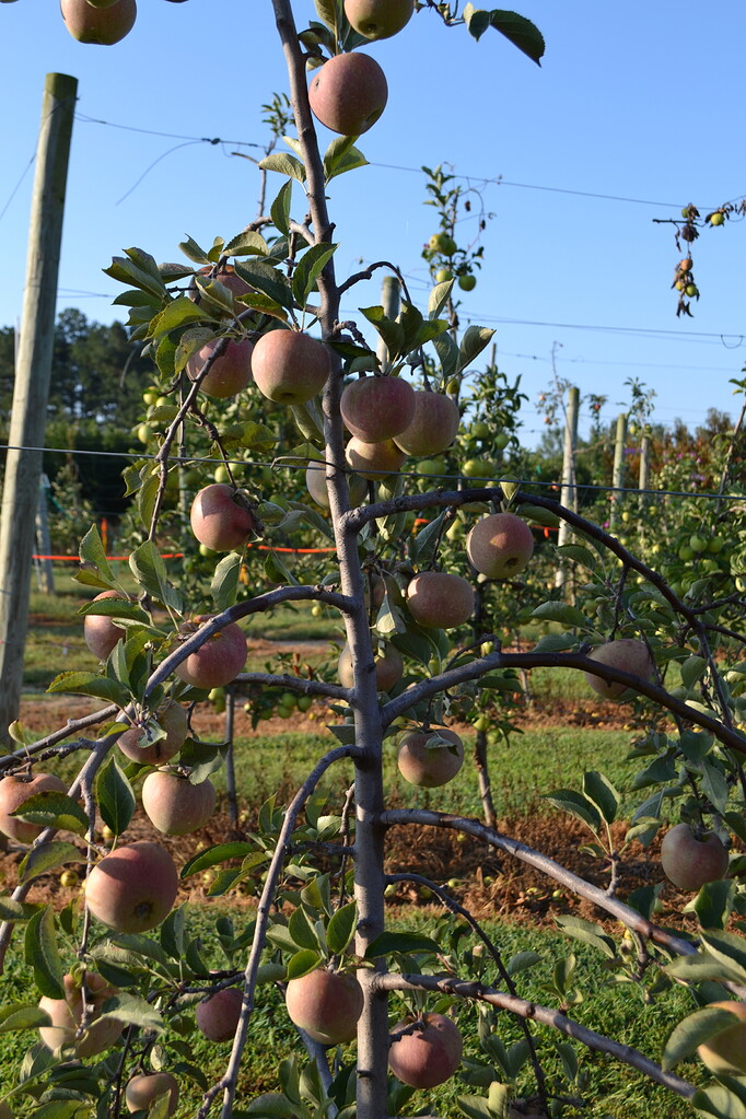 6 year, Stayman on B9 Pictures! Growing Fruit