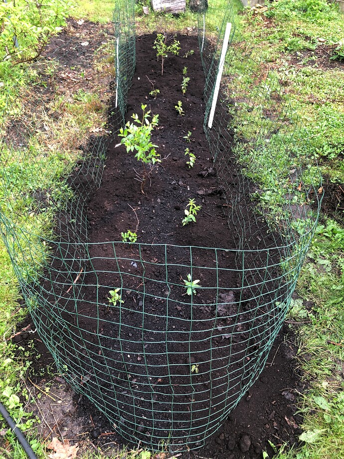 Jujube_seed_area_06-14-2023