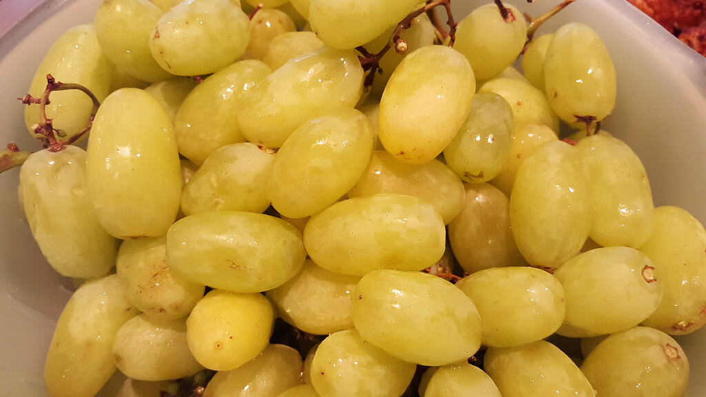 Pretty Lady grapes are awesome - General Fruit Growing - Growing Fruit