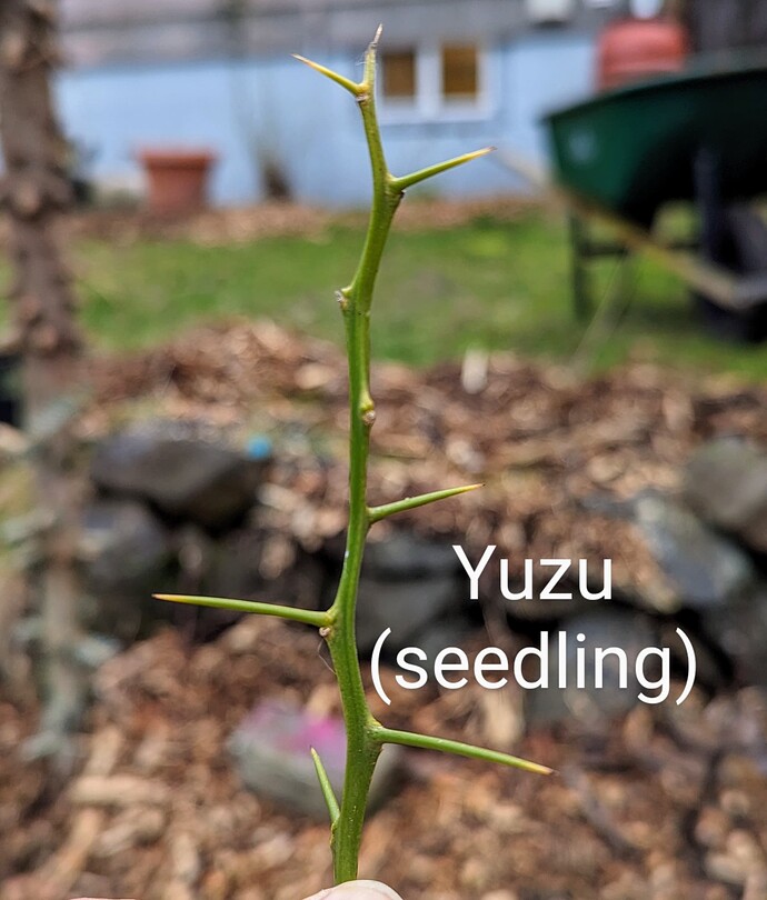 PXL_20240205_170004265~2