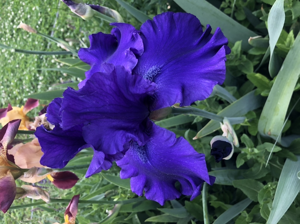 Iris Pictures! Growing Fruit