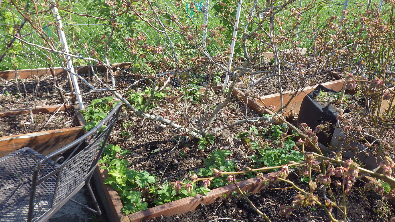 Blueberry and Strawberry companion planting? General Fruit Growing
