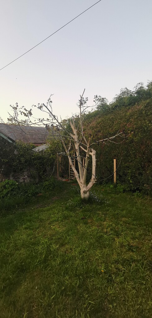 Struggling With Our Trees General Fruit Growing Growing Fruit