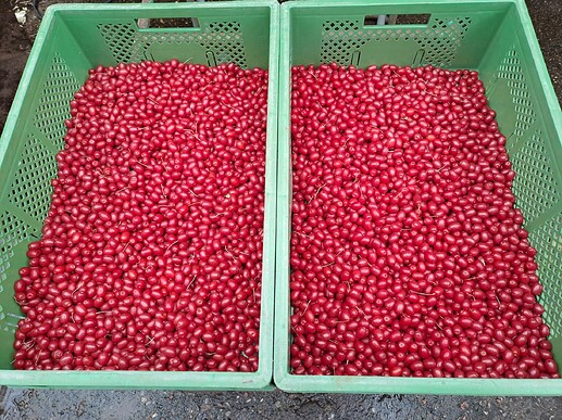 Bigaard 1 høst 2024