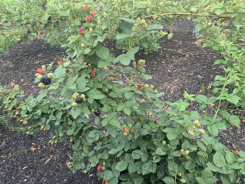 Osage and Kiowa blackberries end of May Pictures! Growing Fruit