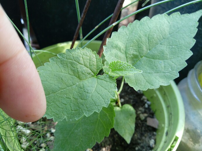 IMG_20240907_114026_333