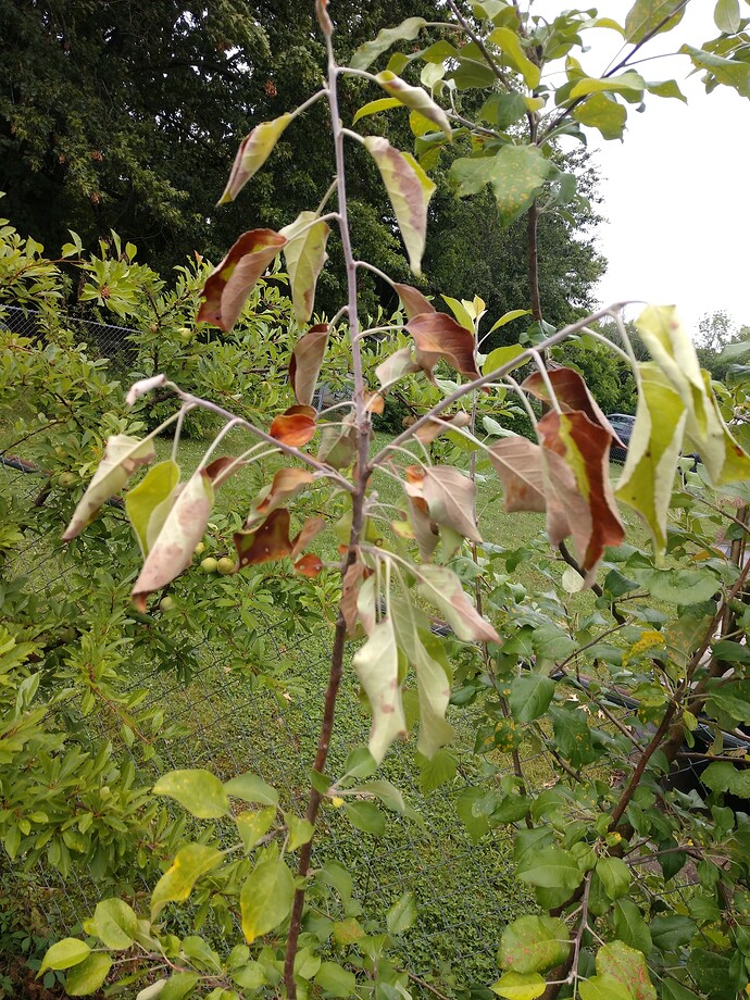 IMG_20240601_155625686