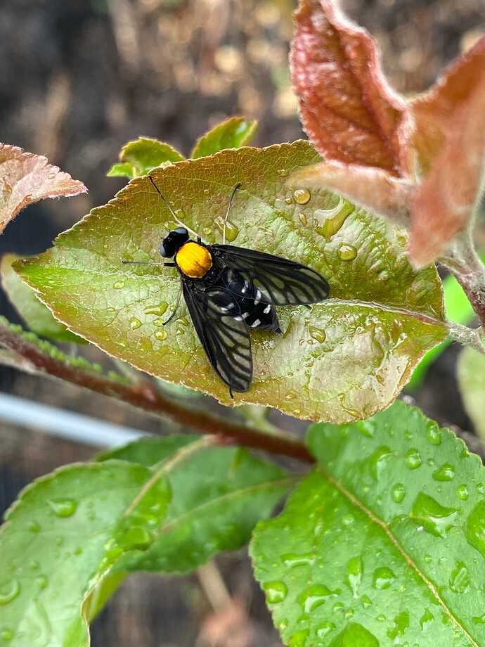 BUG-Golden-backed-Snipe-Fly-Chrysopilus-thoracicus