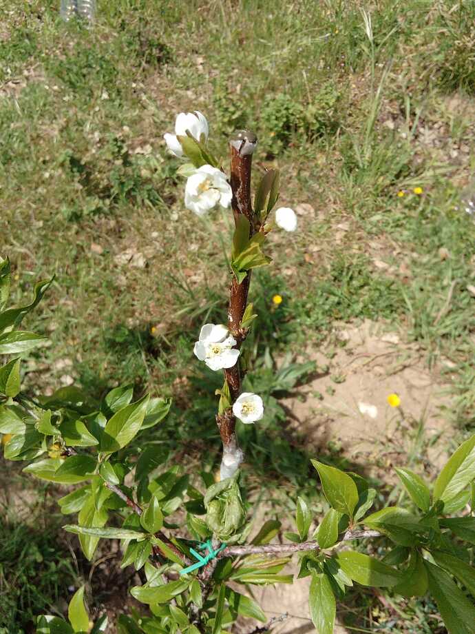 Imagem WhatsApp 2023-03-31 às 15.04.23