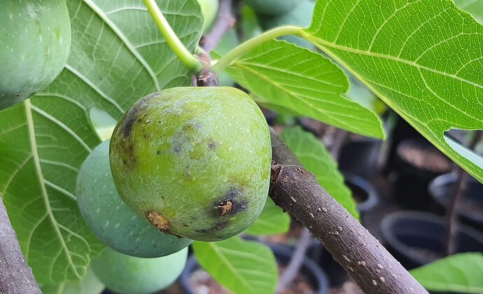 Troiano Calabrese Breba 07-11-21  3