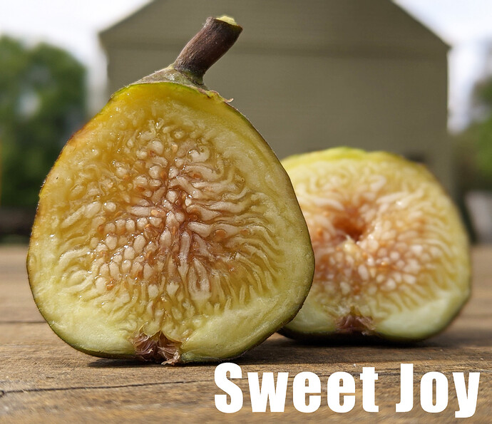 Sweet Joy3