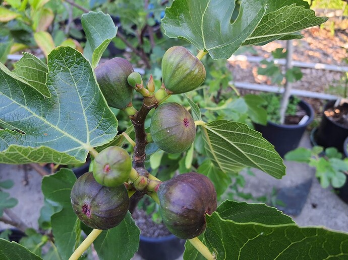 Noire de Barbentane 06-29-21