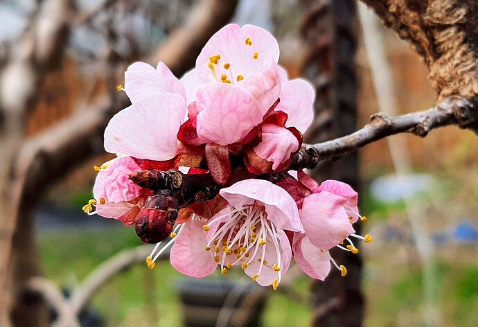 Harcot Apricott 03-19-22 3