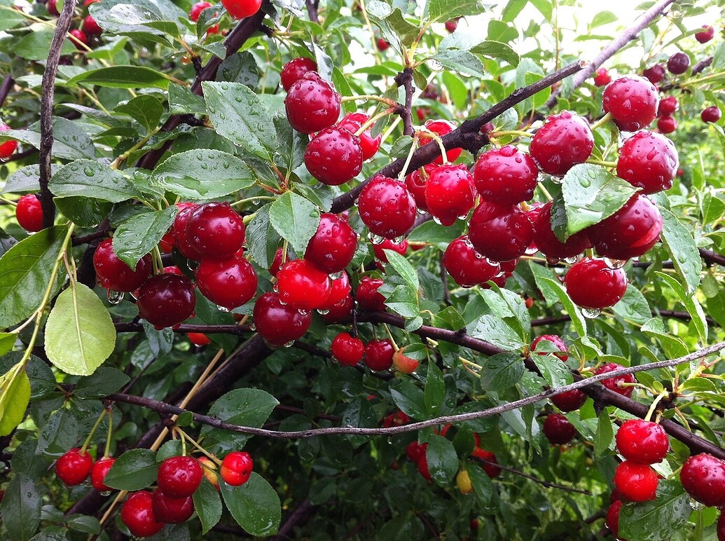 Seedling Montmorency cherries General Fruit Growing Growing Fruit