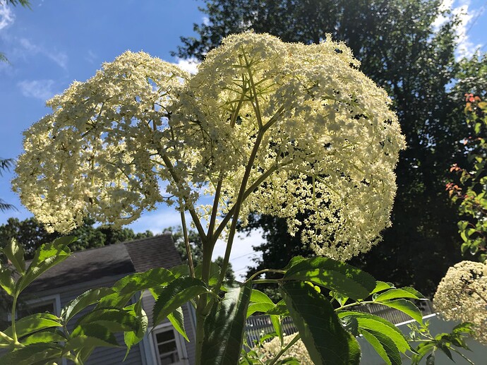 Bob_Gordon_one_cluster_a_07-09-2022