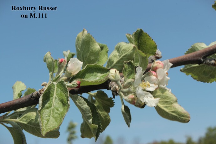 Roxbury Russet